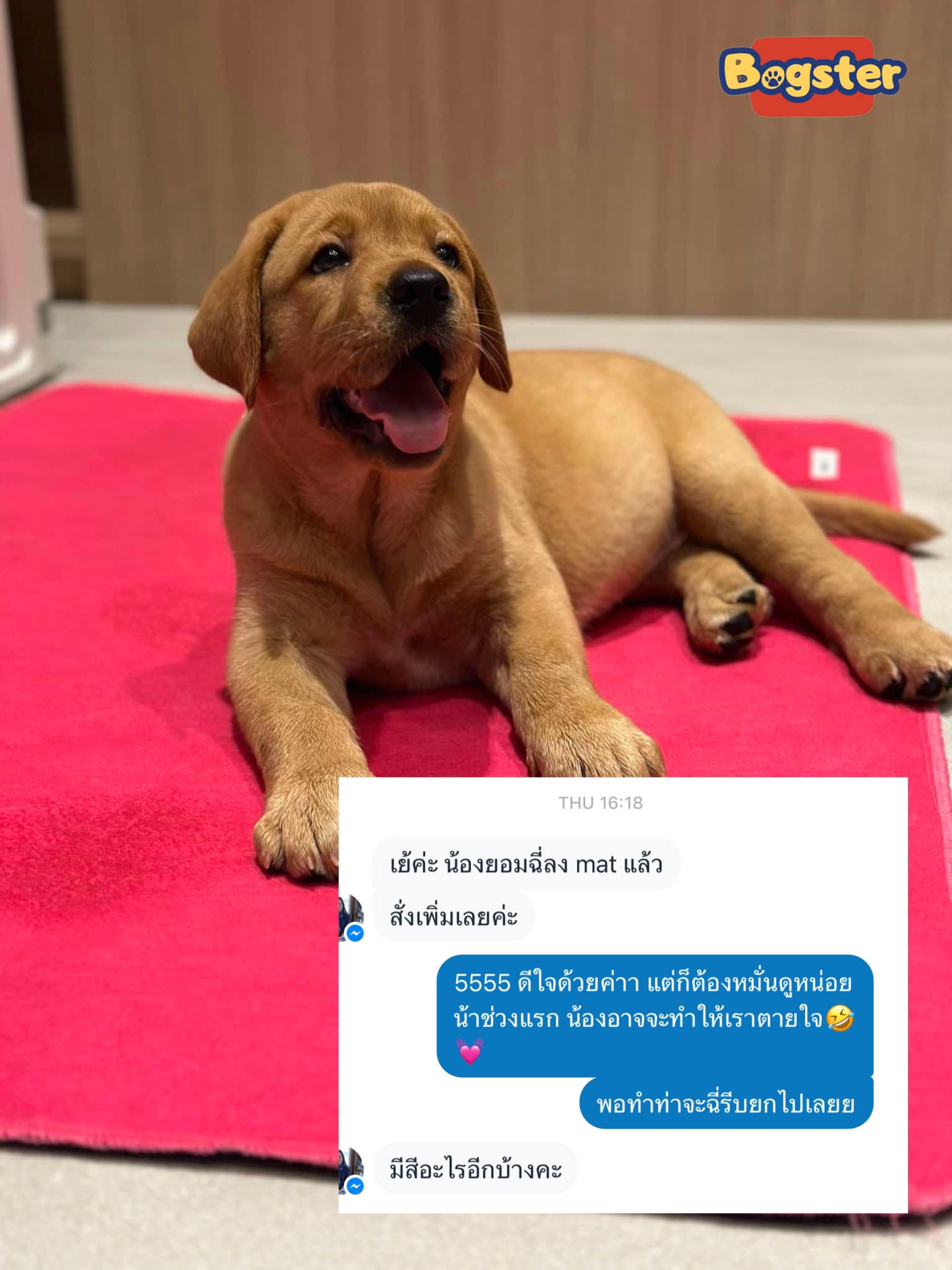 ภาพที่ 10