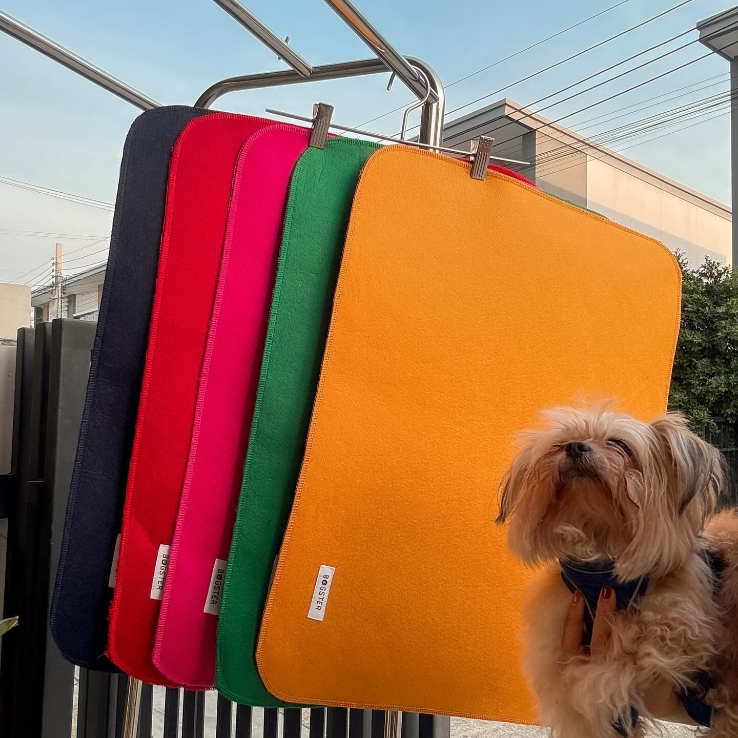 แผ่นรองฉี่